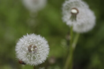 Dandelion fluff