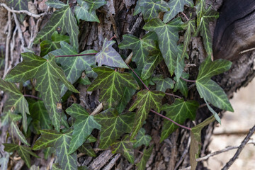 Ivy, Hedera helix or European ivy climbing on bark of a tree. Close up