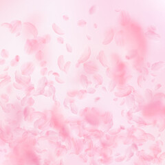 Obraz na płótnie Canvas Sakura petals falling down. Romantic pink flowers gradient. Flying petals on pink square background. Love, romance concept. Decent wedding invitation.