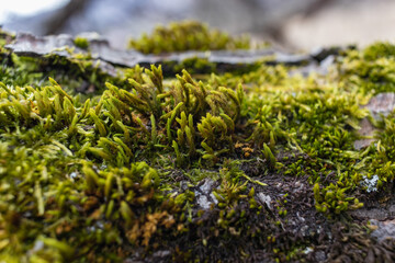 Fototapeta na wymiar Tree branch overgrown with moss. Close up moss texture