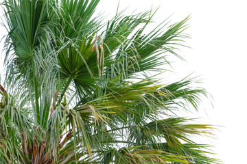 Big green tropical palm outdoors