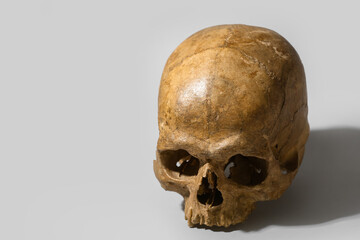 Human skull on grey background