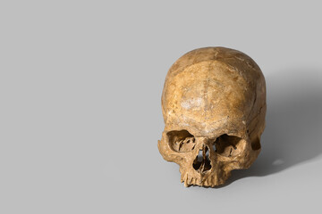 Human skull on grey background