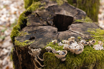 The stump is overgrown with moss. There are mushrooms growing on the beautiful stump. Close-up of a cutted mossy tree