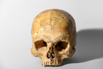 Human skull on grey background