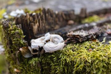 The stump is overgrown with moss. There are mushrooms growing on the beautiful stump. Close-up of a cutted mossy tree