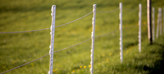 an electricity fence on a green pasture panorama © Tobias Arhelger