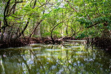 Jungle Cruise in Mangroves and River, Ngatpang state, Palau