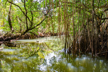 Jungle Cruise in Mangroves and River, Ngatpang state, Palau