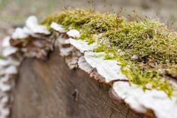 The stump is overgrown with moss. There are mushrooms growing on the beautiful stump. Close-up of a cutted mossy tree