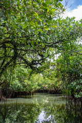 Fototapeta na wymiar Jungle Cruise in Mangroves and River, Ngatpang state, Palau