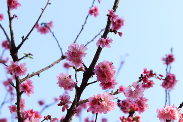 Sakura