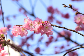 Flor de Sakura Ampliada