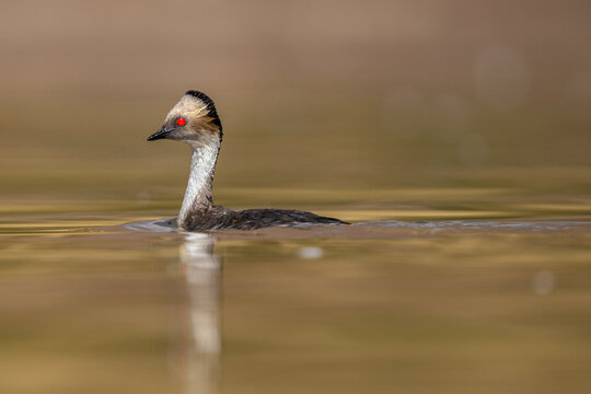 Andean Silvery Grebe	