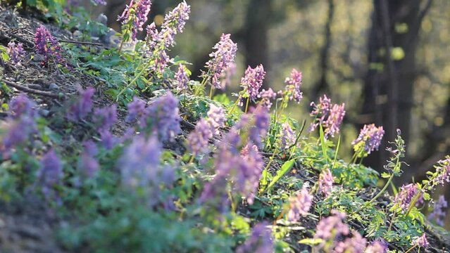 Flowering fumewort (Corydalis solida) plants in forest. May, Belarus