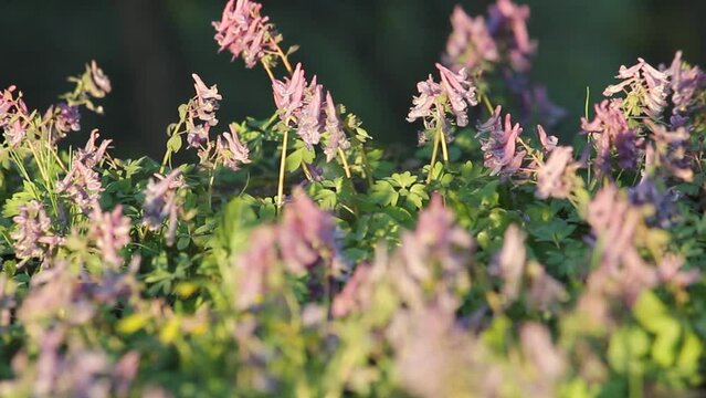 Flowering fumewort (Corydalis solida) plants in forest in evening illumination. May, Belarus
