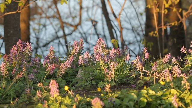 Flowering fumewort (Corydalis solida) plants in forest in evening illumination. May, Belarus