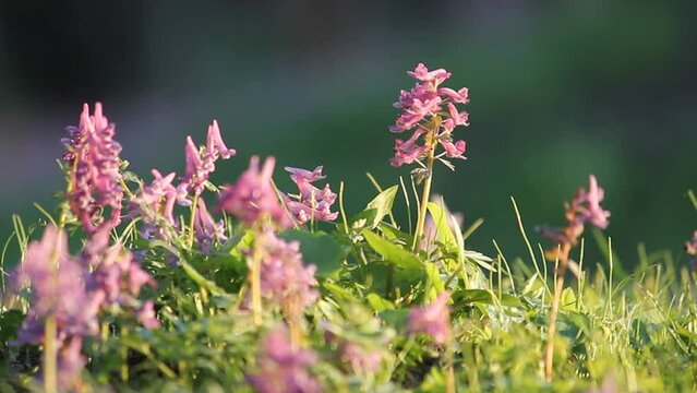 Flowering fumewort (Corydalis solida) plants in forest in evening illumination. May, Belarus