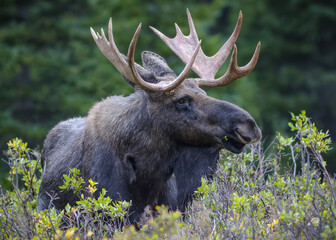 Bull moose with freshly shed velvet feeding in willows in Colorado.