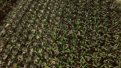 Top view of small fields for growing of food plants. Clip. Various fields of small areas for growing food vegetation for local population. Plant agriculture