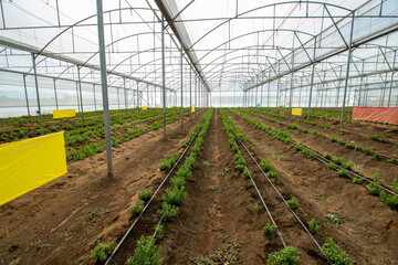 A greenhouse full of Stevia