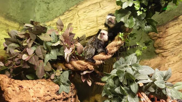 Callithrix geoffroyi family of playing, sits on a tree in the zoo. Monkeys eat, jump on trees and play. The white-headed marmoset brasilian native little monkeys looking around.Nice wildlife 