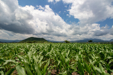 beautiful corn field