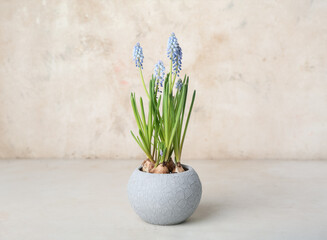 Pot with blooming grape hyacinth (Muscari) on light background