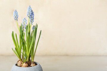 Pot with blooming grape hyacinth (Muscari) on light background