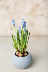 Pot with blooming grape hyacinth (Muscari) on light background