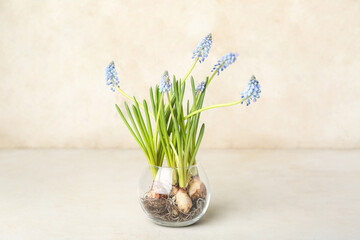 Vase with blooming grape hyacinth (Muscari) on light background