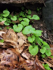 Garlic Mustard, an invasive biennial plant in New York State, on a rainy Spring day. The plant is in it's first year, identifiable by it's cordate, slightly toothed green leaves.