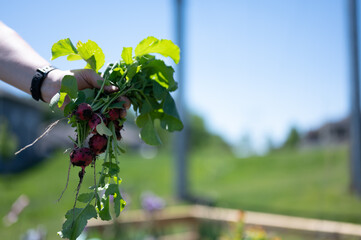 grouping of a fresh bunched harvested radishes from a home garden being held after pulling from the...