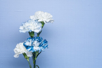Blue and white carnations, Dianthus caryophyllus, with a blue textured background