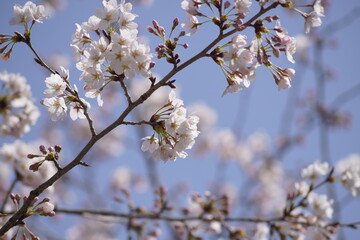 桜1