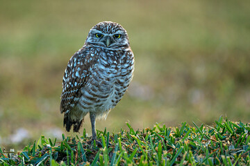 Cape Coral Burrowing Owl