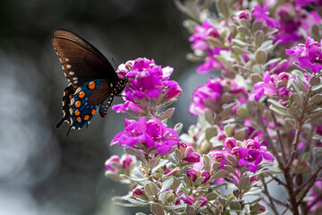 purple sage bloom with butterfly