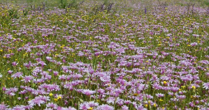 Grassland with a pink red hawksbeard in bloom