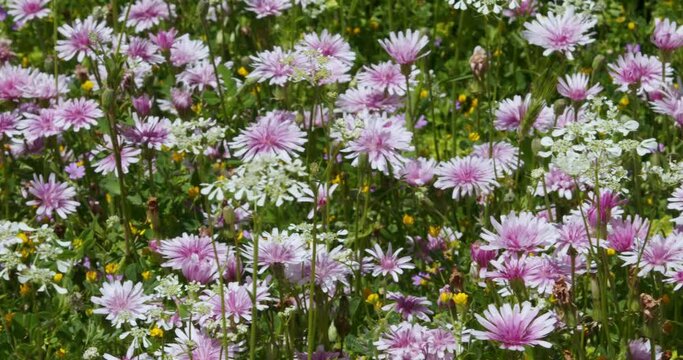 Grassland with a pink red hawksbeard in bloom