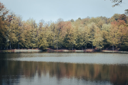 small lake in the forest