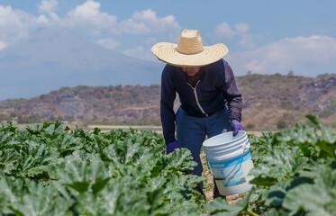 Latin american farm worker engaged in courgettes harvesting