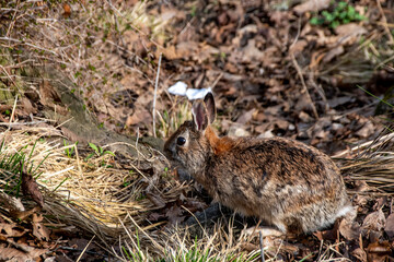 Naklejka na ściany i meble A rabbit pauses in an early spring barren garden in High Park in Toronto, Ontario looking for something to eat.