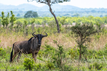 Naklejka na ściany i meble wildebeest in the national park