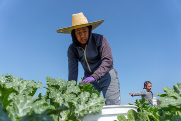 Naklejka na ściany i meble Latin american farm worker engaged in courgettes harvesting