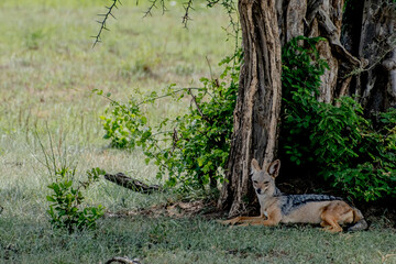 lion cub resting