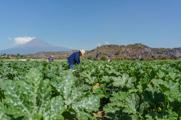 mexican woman gathering crop of zucchini on field.