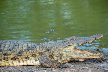 alligator in the everglades