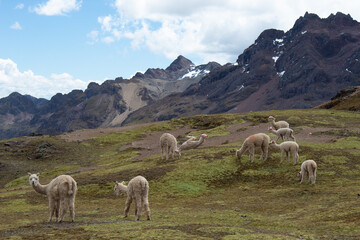 Llamas en lo alto de las montañas peruanas