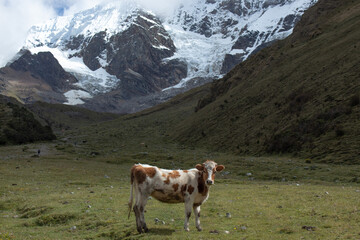 Fototapeta na wymiar Vaca en paisaje peruano