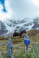 Flores y caballo en paisaje peruano